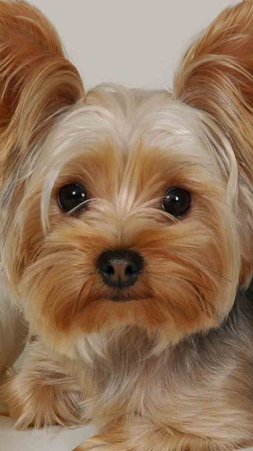 100+] Yorkie Wallpapers | Wallpapers.com