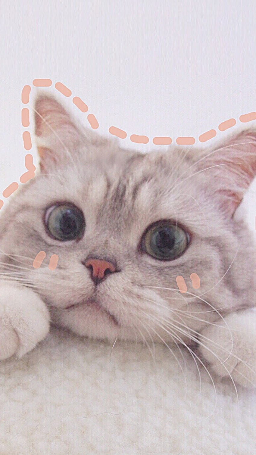 Cute Cat Aesthetics 2020, estetica del telefono gatto Sfondo del telefono HD