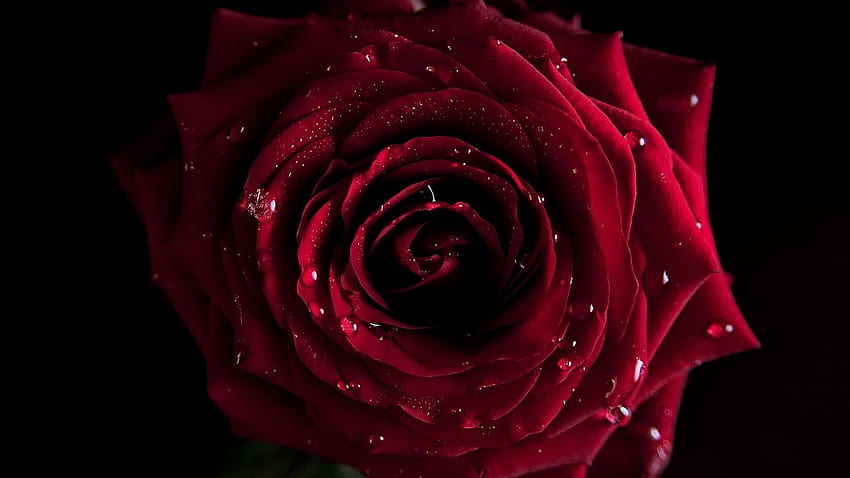 Best 4 Red Roses Backgrounds on Hip, skulls roses HD wallpaper