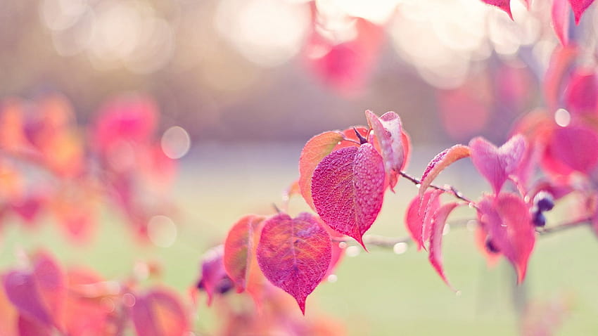 Pink leaves, autumn, drops, dew, glare 1920x1200 HD wallpaper | Pxfuel