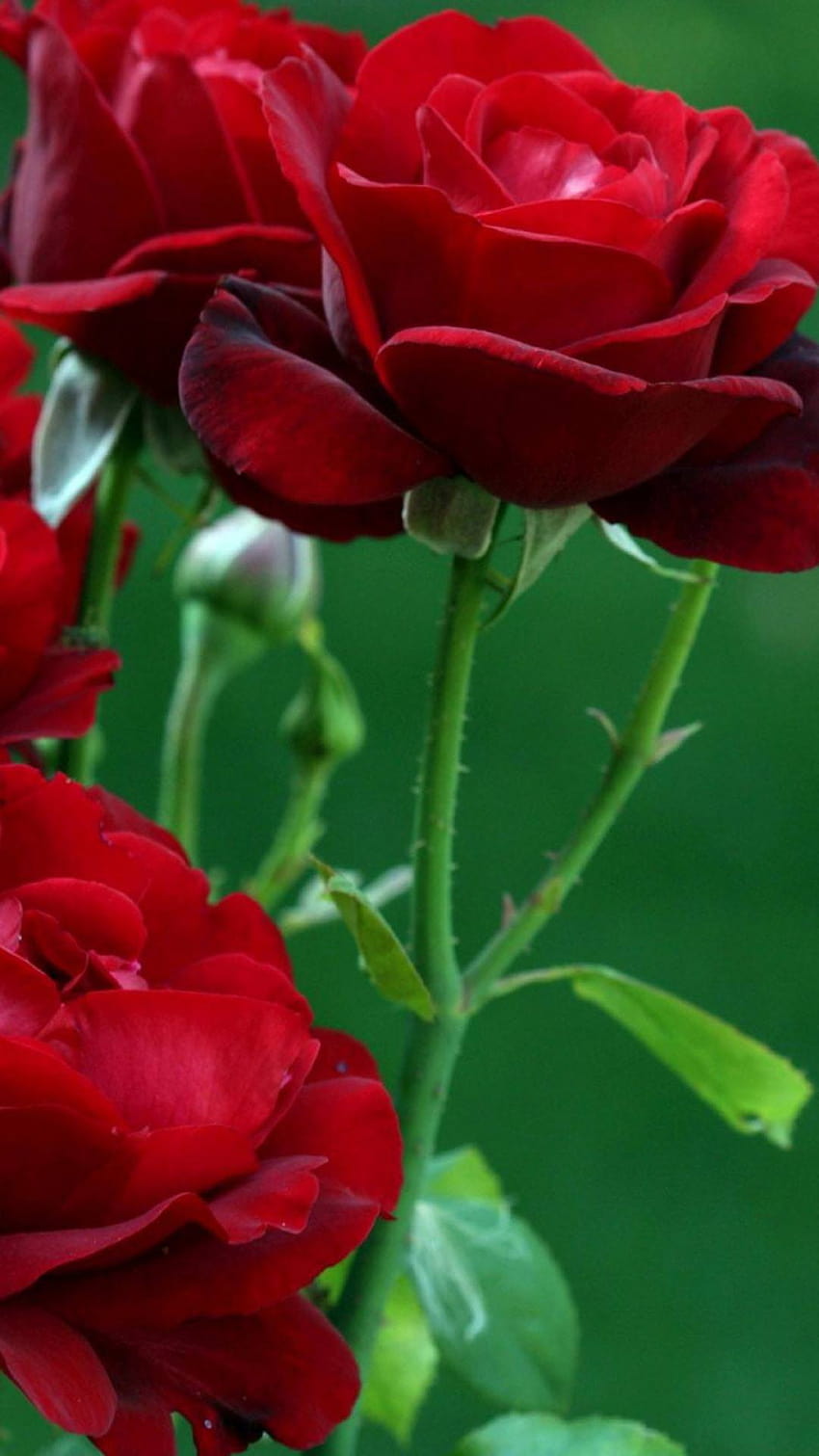 Red Rose In Garden Pics High Resolution HD wallpaper  Pxfuel