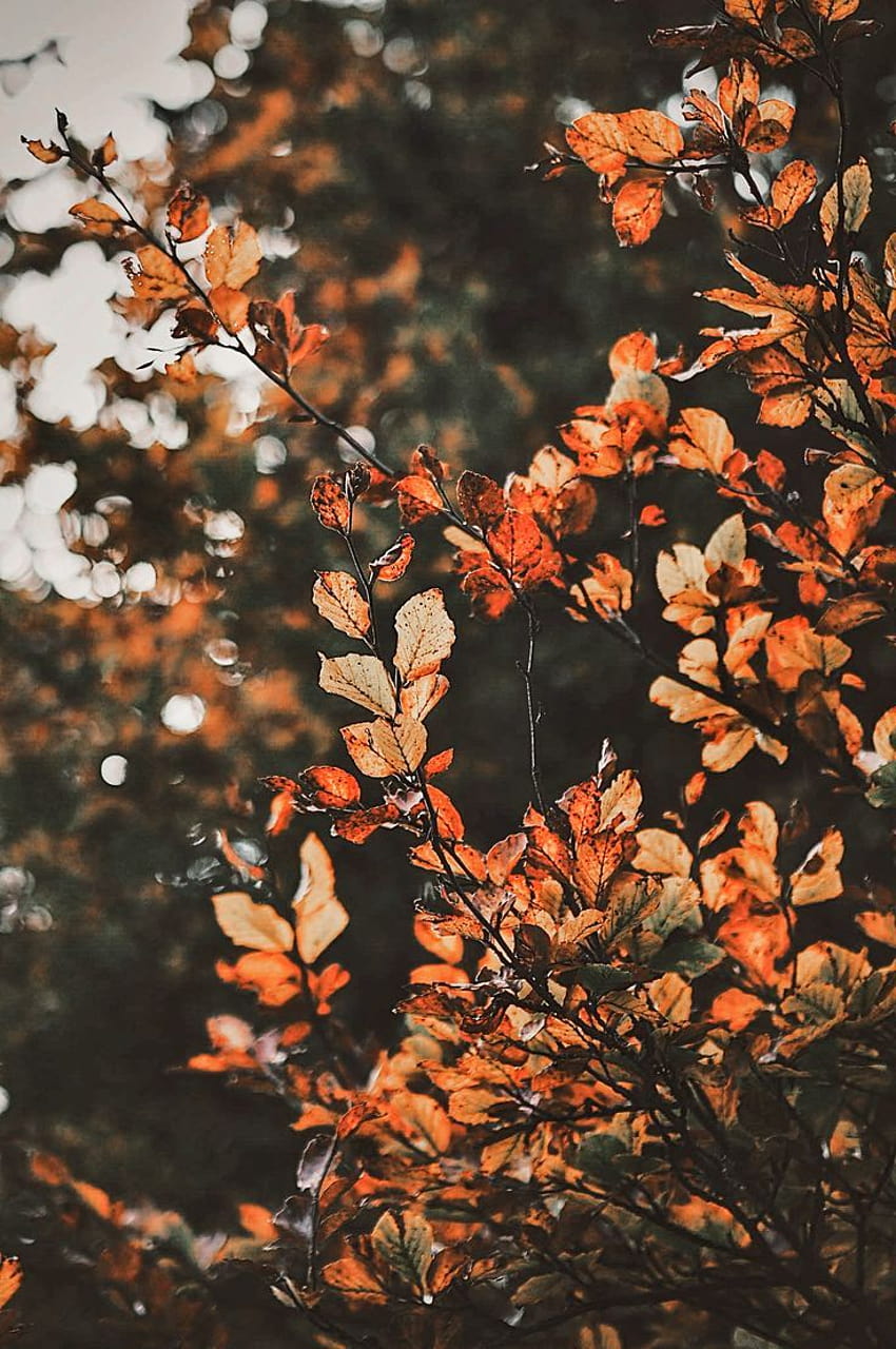 Fall Iphone, autumn aesthetic HD phone wallpaper | Pxfuel