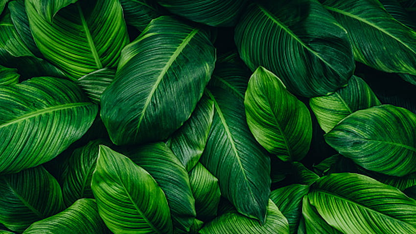 緑の植物の葉のクローズ アップ ビュー 高画質の壁紙