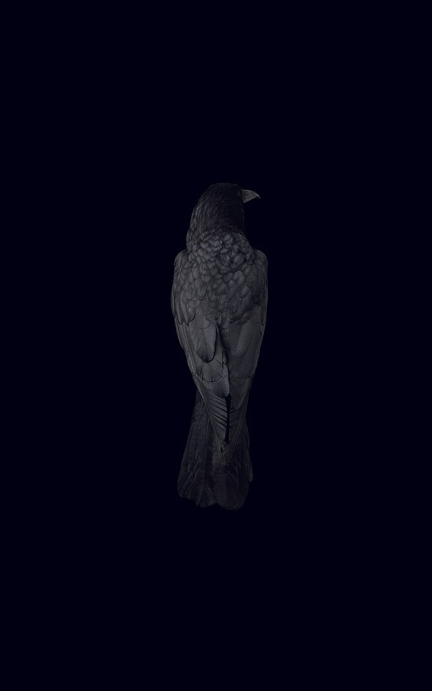black backgrounds bird raven minimalism [1920x1280] for your , Mobile & Tablet, aesthetic birds HD phone wallpaper