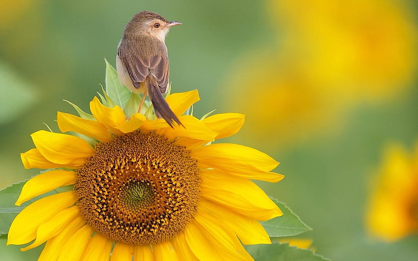 Nature flowers birds sunflowers yellow flowers Warblers, bird with flowers HD wallpaper