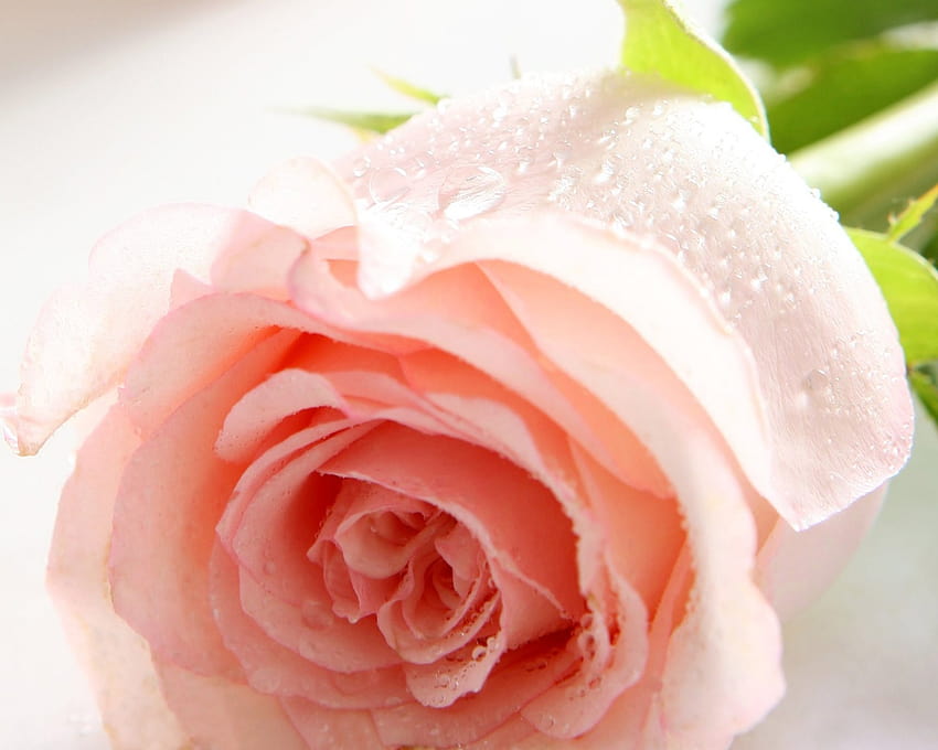 Pale Pink Rose, light pink roses HD wallpaper | Pxfuel