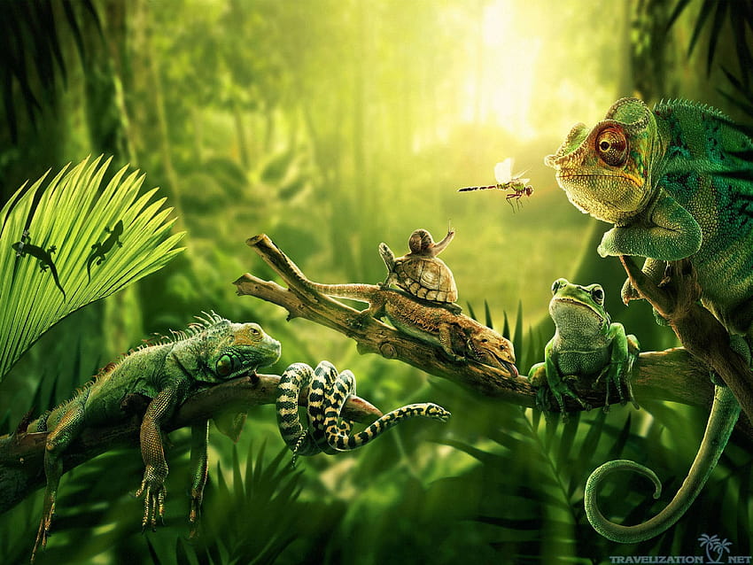 Jungle Animals, rainforest animals HD wallpaper
