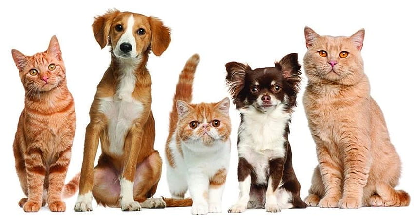 Katze, Hund, Haustiere, Mädchen, Kinderzimmer, 3D-Wand mit niedlichen Tieren, Kunst für Kinder, Jungen, Raumdekoration, Welpe HD-Hintergrundbild