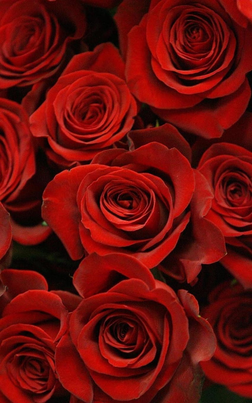 Valentines day Flowers x HQ HD phone wallpaper | Pxfuel