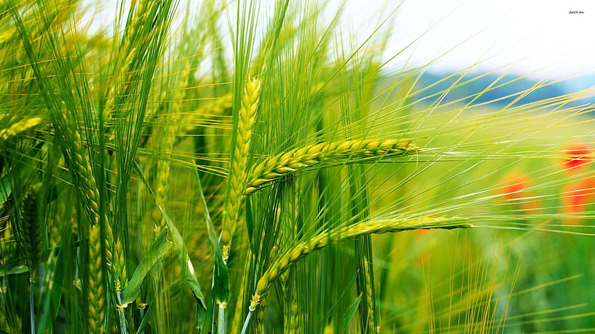 campos de trigo verde fondo de pantalla