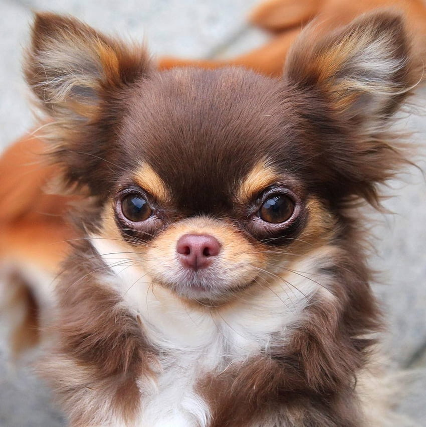 73 Idee Chihuahua a pelo lungo, chihuahua a pelo lungo Sfondo del telefono HD