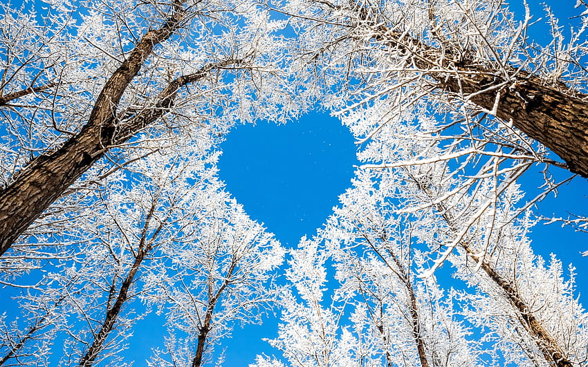 Árvores de inverno céu branco como a neve coração de amor 2560x1600 [2560x1600] para seu celular e tablet papel de parede HD