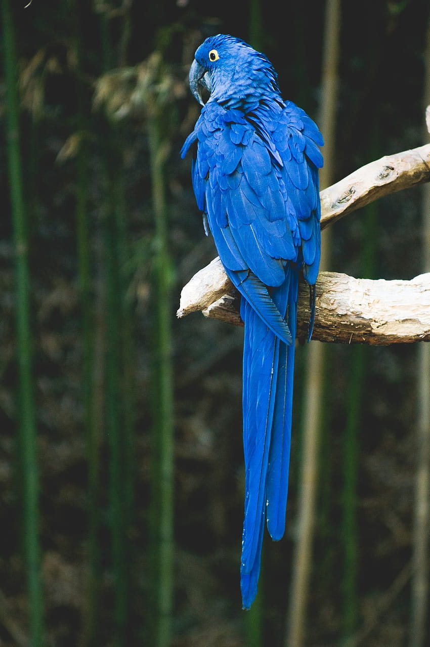 茶色の木にとまる青い鳥 – 鳥、きれいな青い鳥 HD電話の壁紙