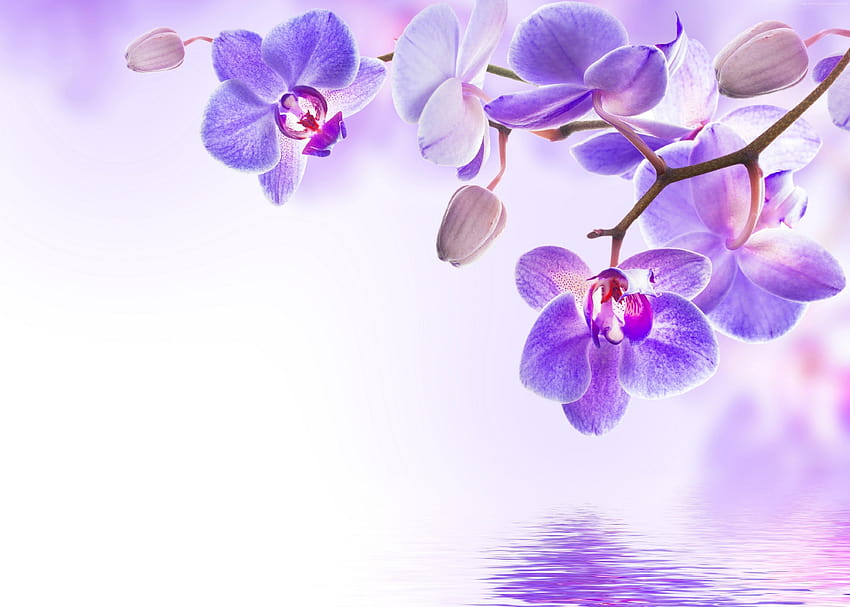 Lila Blumen, Orchidee, Blume, violette Blume HD-Hintergrundbild