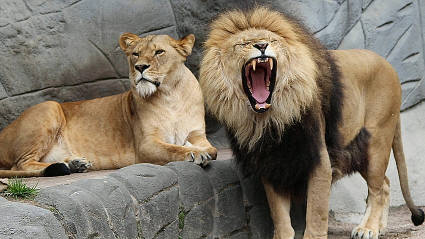 Zoo Animals Leo Lioness Lion U + iPhone Smartphone HD wallpaper