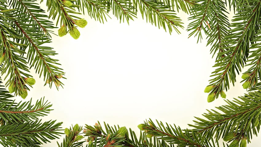 : Fir branches, christmas fir HD wallpaper