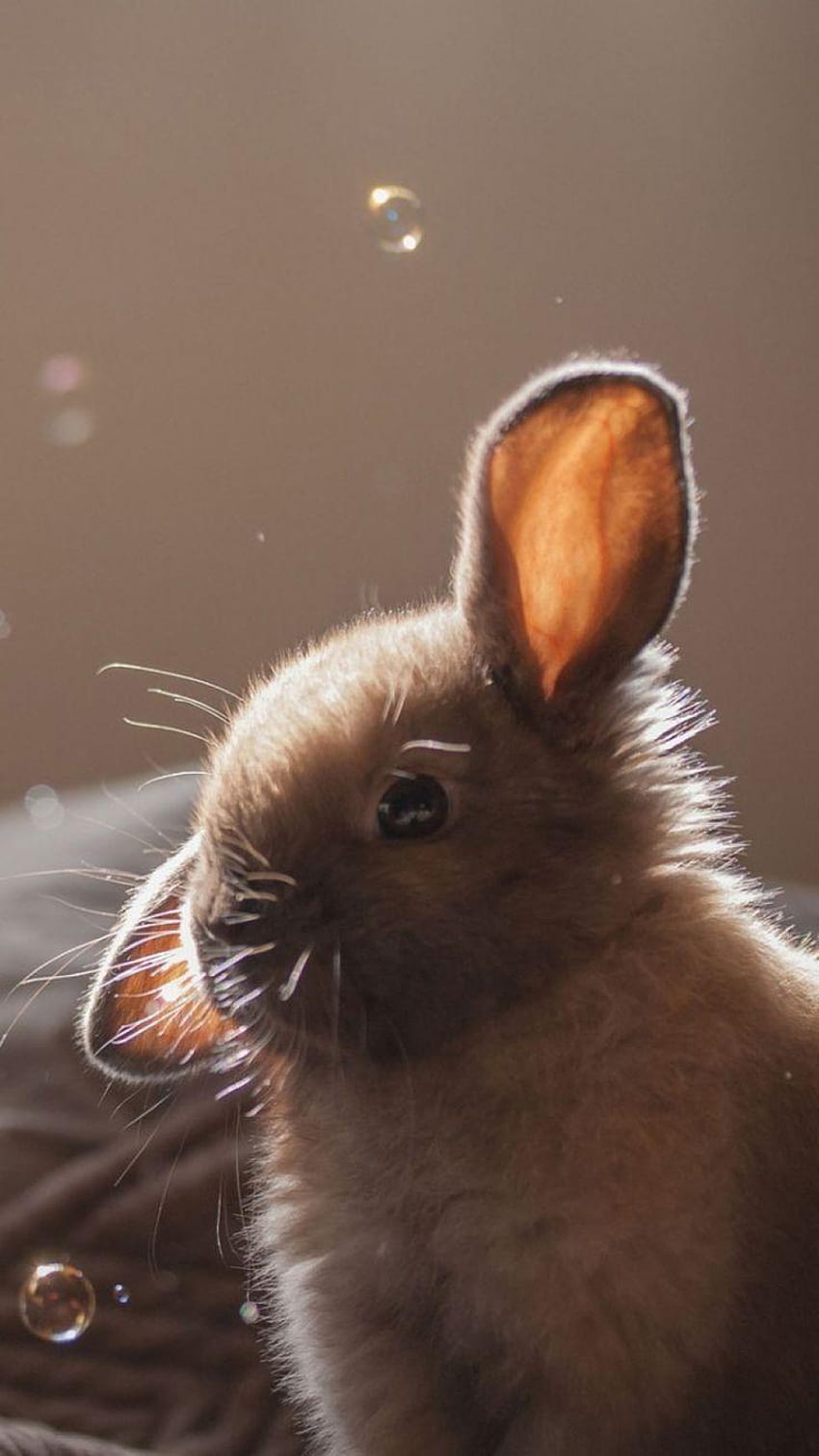Best 15 Animales, kawaii bunny phone HD phone wallpaper
