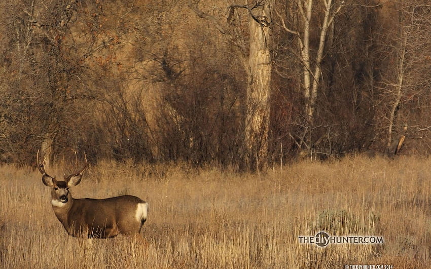 blacktail deer HD wallpaper