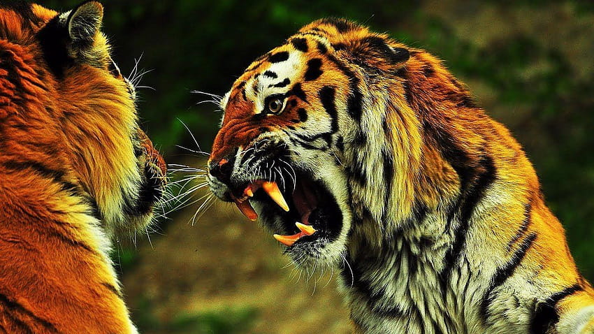 Discovery channel animals HD wallpapers | Pxfuel