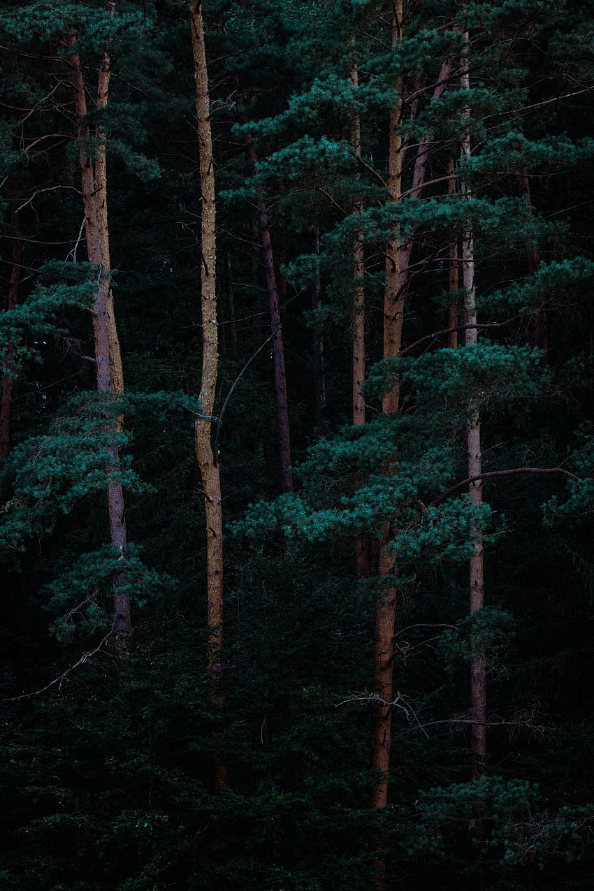 yoğun yeşil orman, koyu yeşil orman HD telefon duvar kağıdı