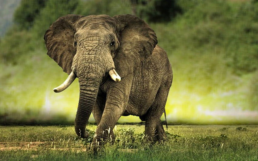 Indian elephant HD wallpaper | Pxfuel