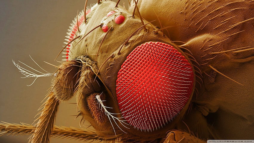 Drosophila melanogaster, fly insect macro HD wallpaper