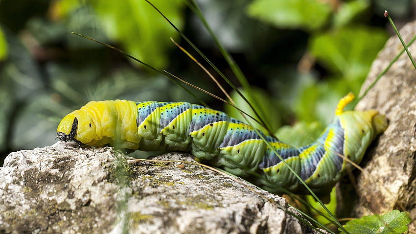 Screensaver for caterpillar, caterpillar bugs HD wallpaper | Pxfuel