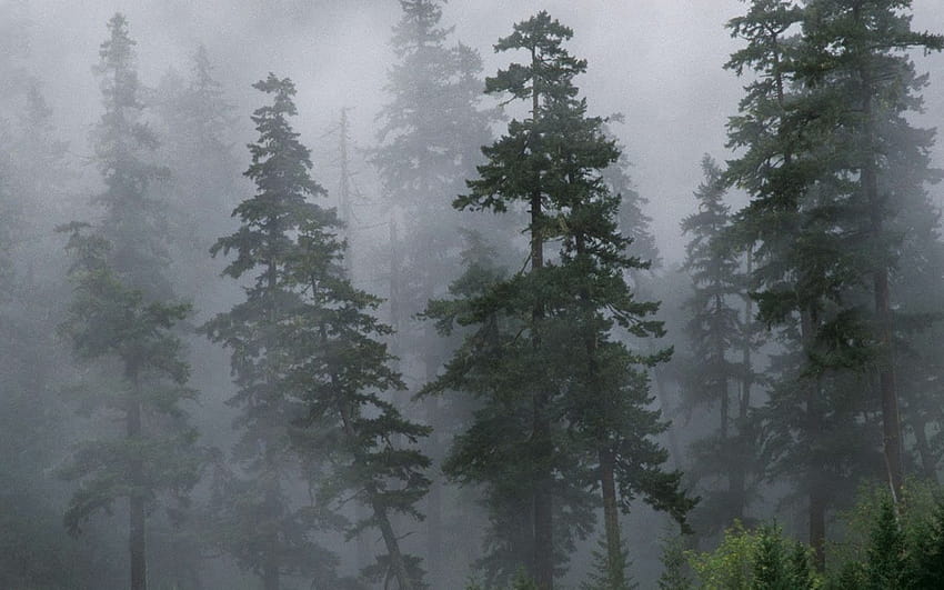 Foggy Forest Apple, forêt brumeuse pluvieuse Fond d'écran HD