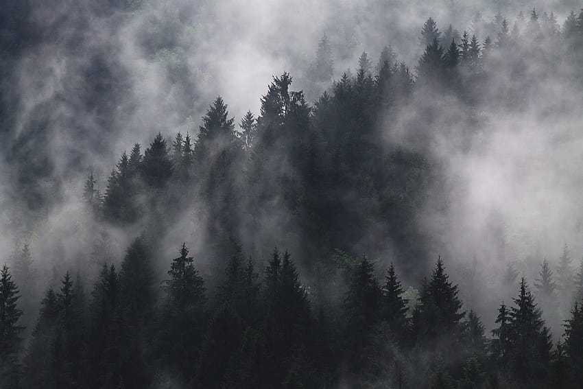 50 Dark Forest [], misty forest HD wallpaper
