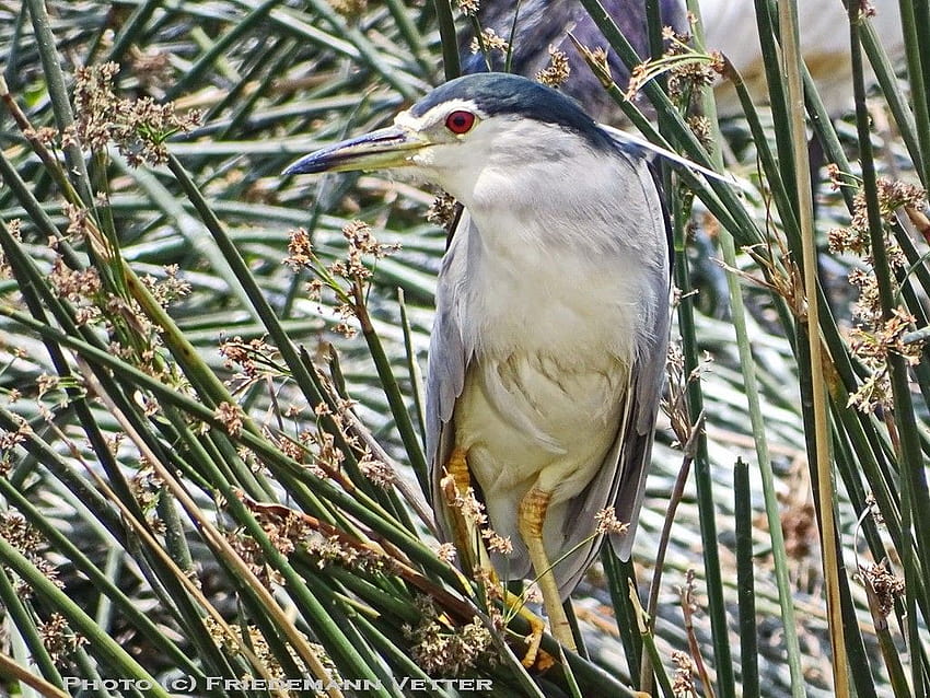 African Bird Club, black crowned nycticorax bird flight HD wallpaper |  Pxfuel