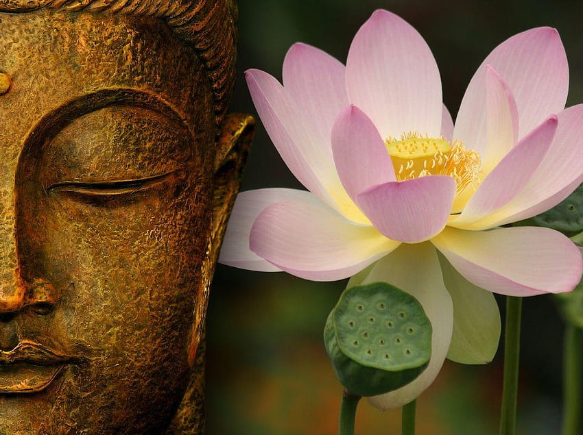 Gautama Buddha là một vị Thế Tôn vĩ đại, người đã dạy cho chúng ta về tình yêu thương và chỉ dẫn chúng ta vào con đường Cao Thông. Hãy xem những hình nền Phật giáo để cảm nhận rõ ràng hơn về sự thanh tịnh và niềm tin trong tâm hồn.