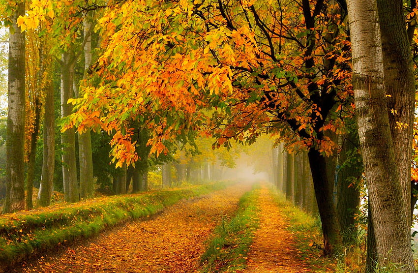 Fall, Colors, Walk, Leaves, Autumn, Nature, Trees, Road, Forest, Park