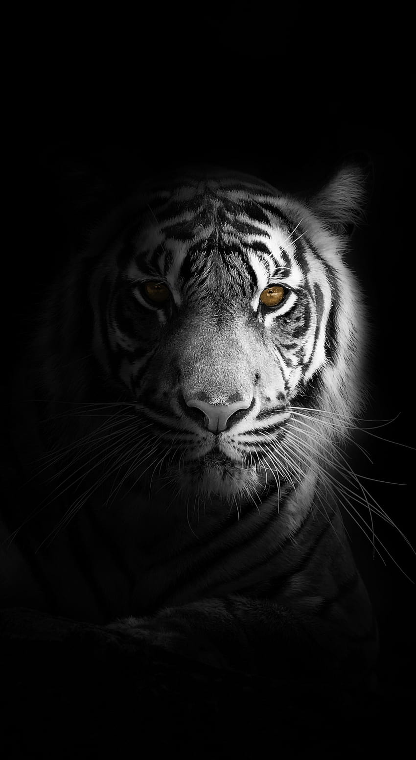1440x2630 retrato, mínimo, tigre blanco, oscuro, samsung galaxy note 8, 1440x2630, , 20868, oneplus 8 oscuro fondo de pantalla del teléfono