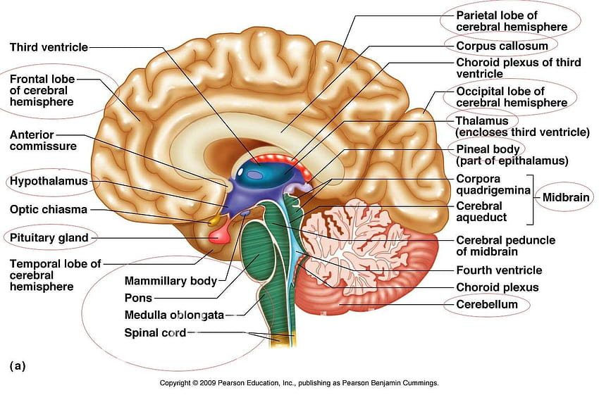 Анатомичен орган: Човешка анатомия Мозък Мозък, анатомия на мозъка HD тапет