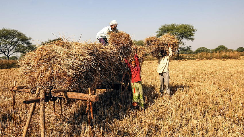 Фалиращото предприятие на Индия: Селскостопанският сектор – юг, ферма за декември HD тапет