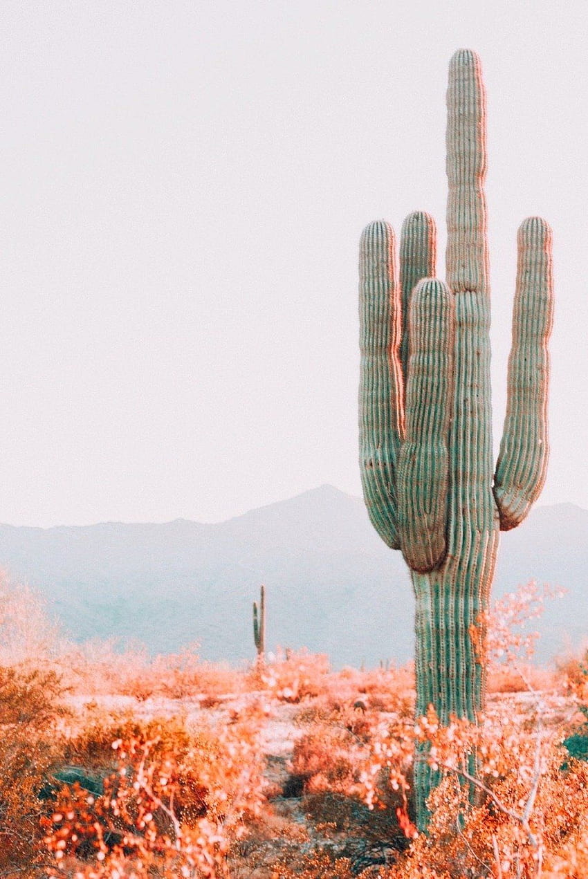 Couloir camp mug Explore AZ. Saguaro Cactus, aesthetic arizona HD phone wallpaper