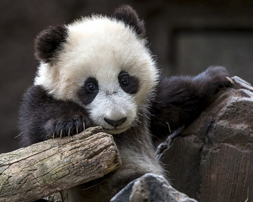 Baby Panda Bear Gallery [1920x1200] for your , Mobile & Tablet, baby ...