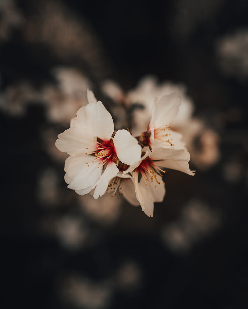 봄 정원에 피는 아몬드 나무 꽃 · 스톡 HD 전화 배경 화면