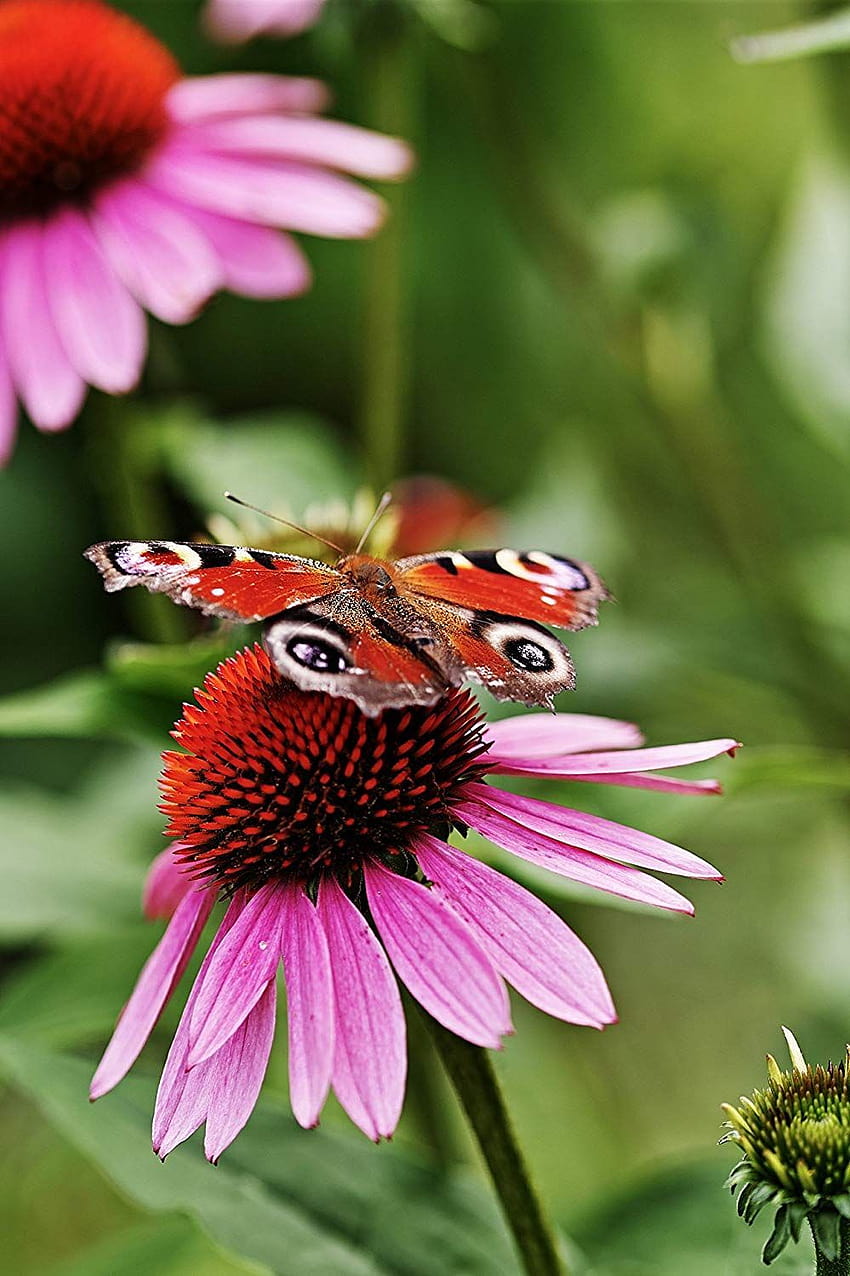 Impressão de papel de retrato de borboleta de pavão, Echinacea, Professional, flor de echinacea Papel de parede de celular HD