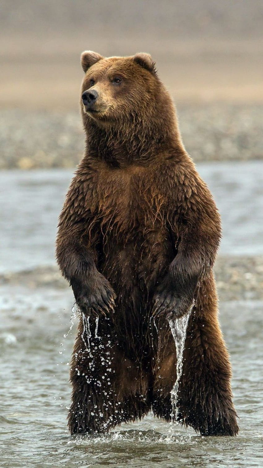 PeekABoo Brown Bear F Bears Animals Backgrounds, animal bears HD phone wallpaper