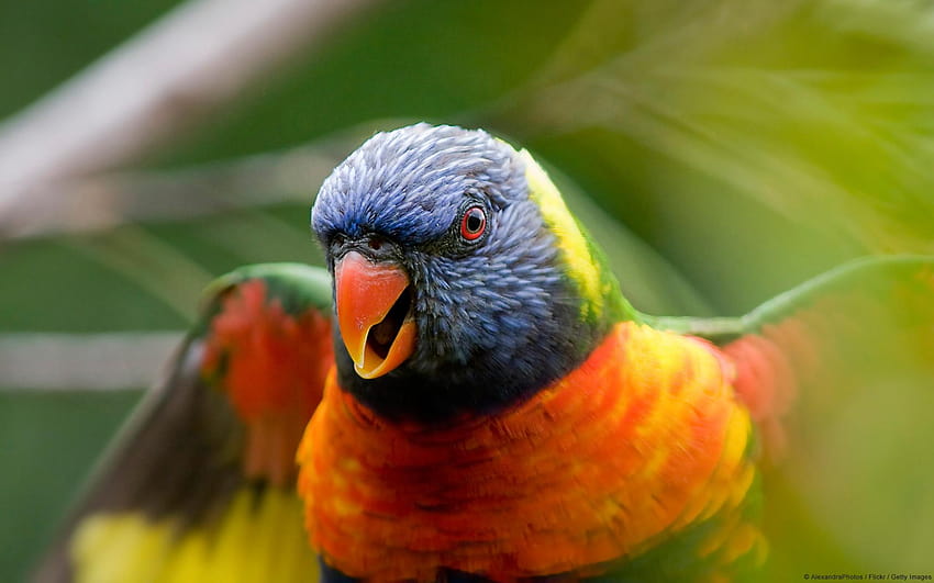 Rainbow Lorikeet Parrot dalam format jpg untuk Wallpaper HD