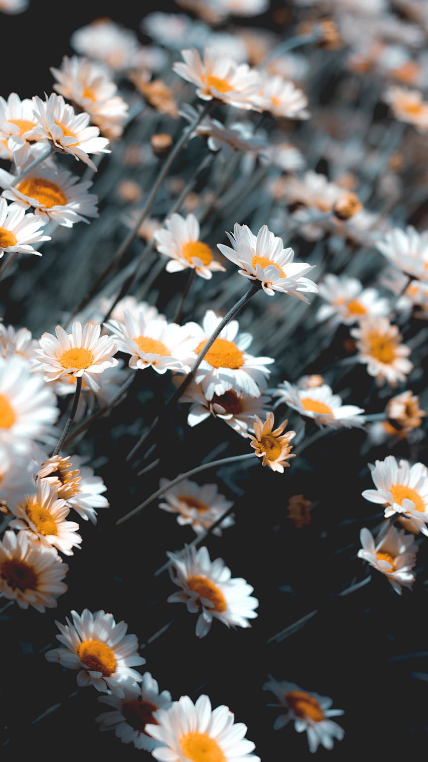 Weiße Sonnenblume HD-Handy-Hintergrundbild