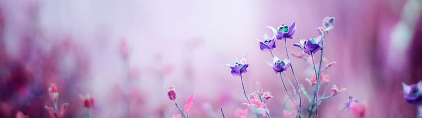 紫色の花、春 5120x1440 高画質の壁紙