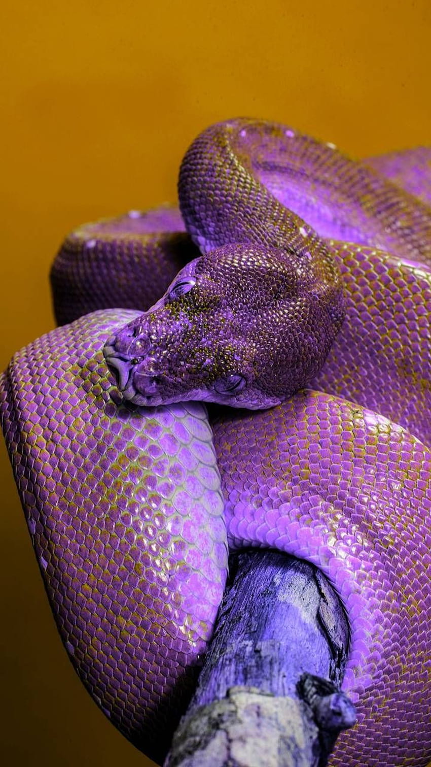 Purple snake by georgekev, purple snakes HD phone wallpaper