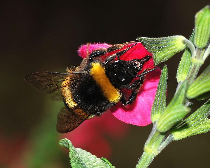 The Arctic Bumblebee, orange and black bumblebee HD wallpaper