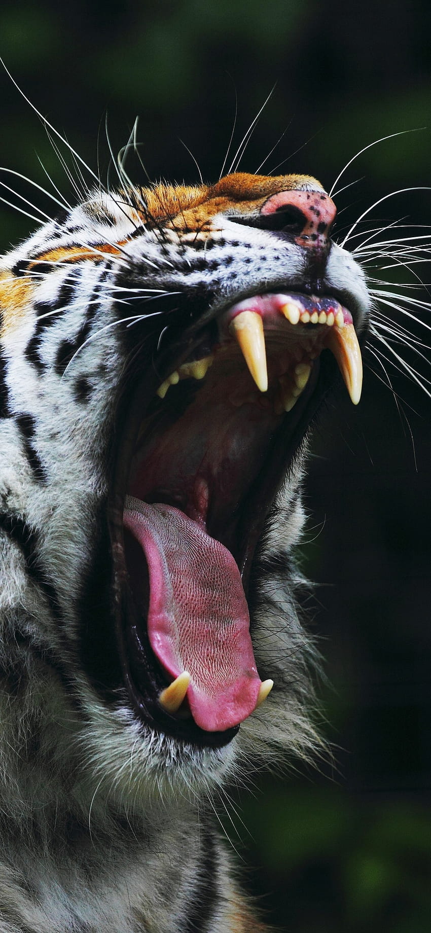 Bâillement du tigre, bouche ouverte, dents 1242x2688 iPhone 11 Pro/XS Max, arrière-plan Fond d'écran de téléphone HD