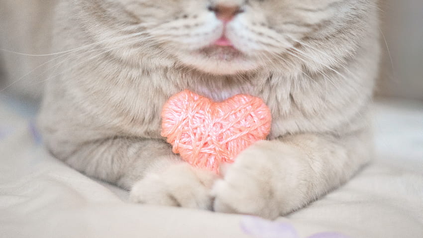 20 Cats Who Want To Be Your Valentine This Valentine's Day [ ], valentines day kitty HD wallpaper