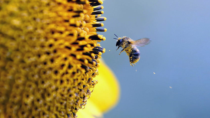 Bee 5, beehive HD wallpaper