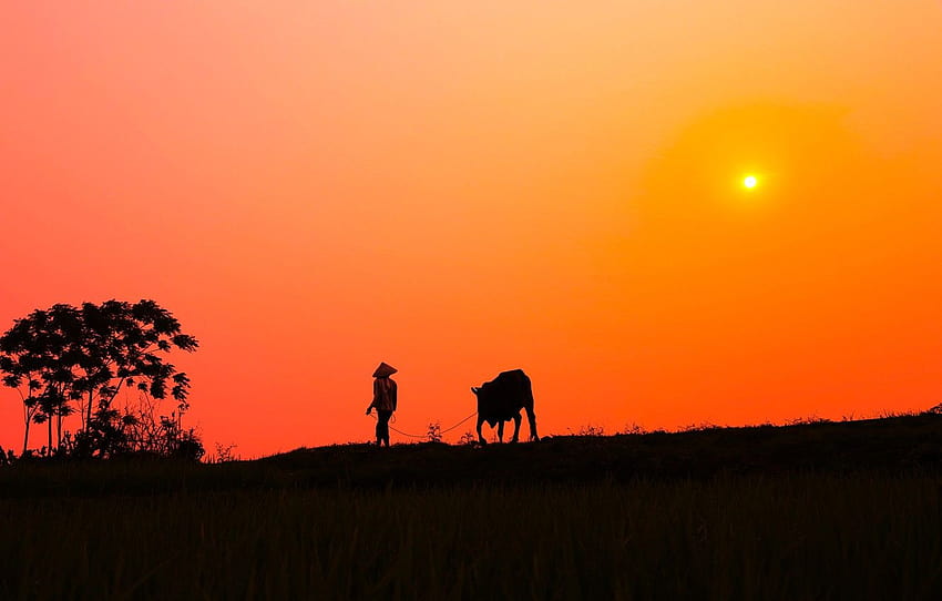 sunset, Bush, cow, village, silhouette, male, solar, sunset cow HD wallpaper