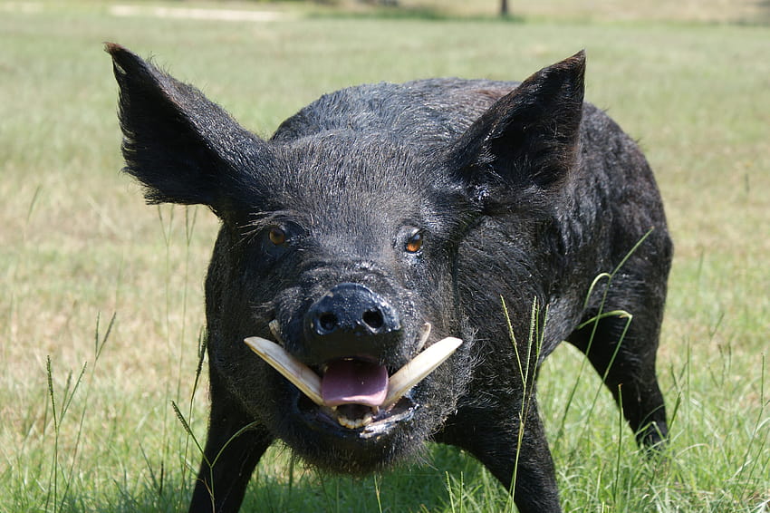 Hayvan Topluluğunda Yaban Domuzu, yaban domuzları HD duvar kağıdı